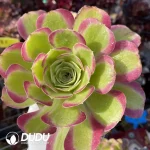 Aeonium River Stone