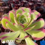 Aeonium River Stone - Image 2