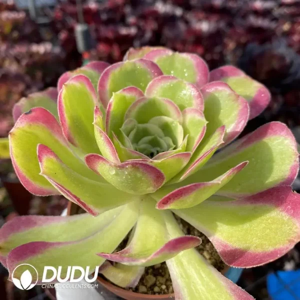Aeonium River Stone - Image 2