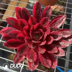 Aeonium Phoenix Coronet Wide Variegated Clustering
