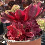 Aeonium Phoenix Coronet Wide Variegated Clustering - Image 2