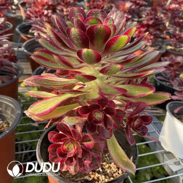 1756127338-1745832655-e202.webp Aeonium Lina Clustering - Image 2