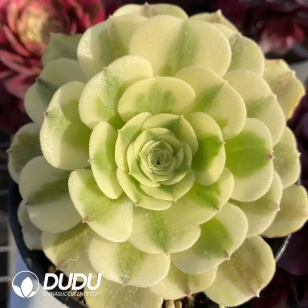 1756127339-1745832658-e201.webp Aeonium Green Bean Paste - Image 1