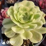 Aeonium Green Bean Paste - Image 2