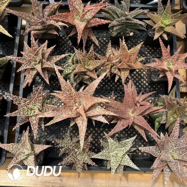 Random Aloe 1pcs - Image 1