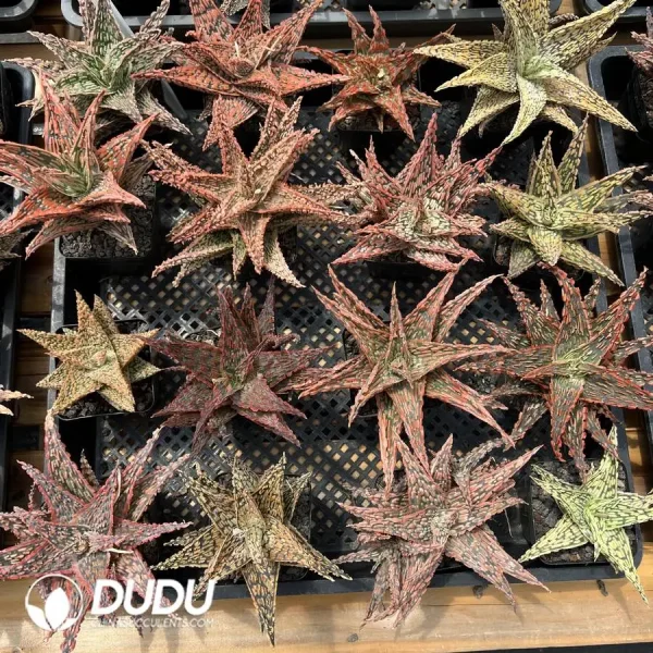 Random Aloe 1pcs - Image 2