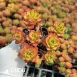 54pcs Echeveria letizia Clustering