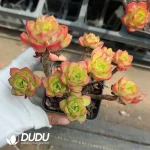 54pcs Echeveria letizia Clustering - Image 2