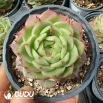 20pcs Echeveria Q351