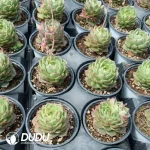 20pcs Echeveria Q351 - Image 2