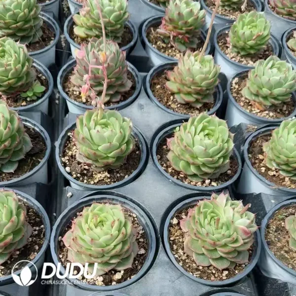 20pcs Echeveria Q351 - Image 2