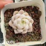 54pcs Echeveria Rouge Pink Queen