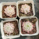54pcs Echeveria Rouge Pink Queen - Image 2