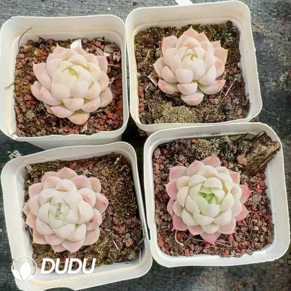 54pcs Echeveria Rouge Pink Queen - Image 2
