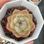 54pcs Echeveria Q321