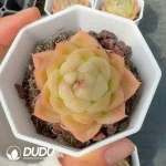 54pcs Echeveria Q321 - Image 2