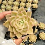 54pcs Echeveria QY427 Yufeng Jenny