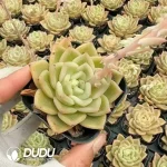54pcs Echeveria QY427 Yufeng Jenny - Image 2
