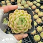 54pcs Echeveria Q467