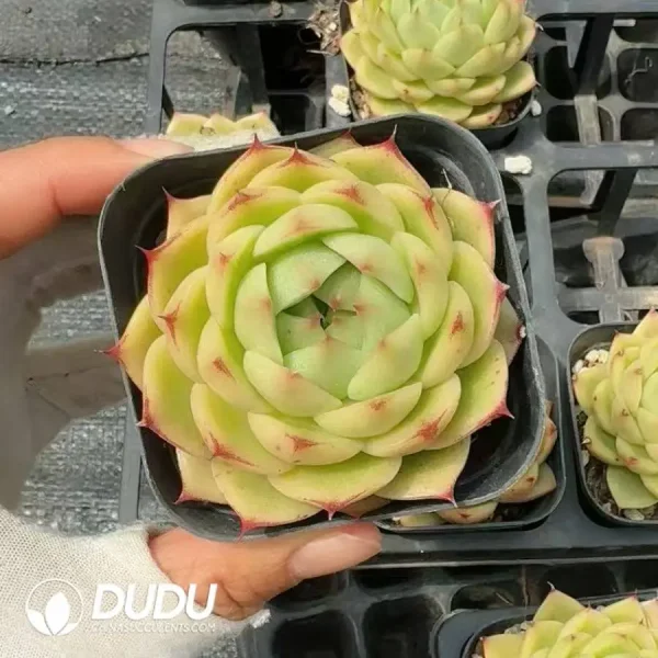 54pcs Echeveria Q467 - Image 2