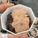 54pcs Echeveria Q307 Double Head