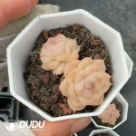 54pcs Echeveria Q307 Double Head - Image 2
