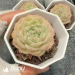 54pcs Echeveria QY364 (Single/ Double Heads randomly)