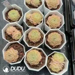 54pcs Echeveria QY364 (Single/ Double Heads randomly) - Image 2