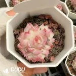 54pcs Echeveria Queen Clustering