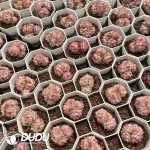 54pcs Echeveria Queen Clustering - Image 2