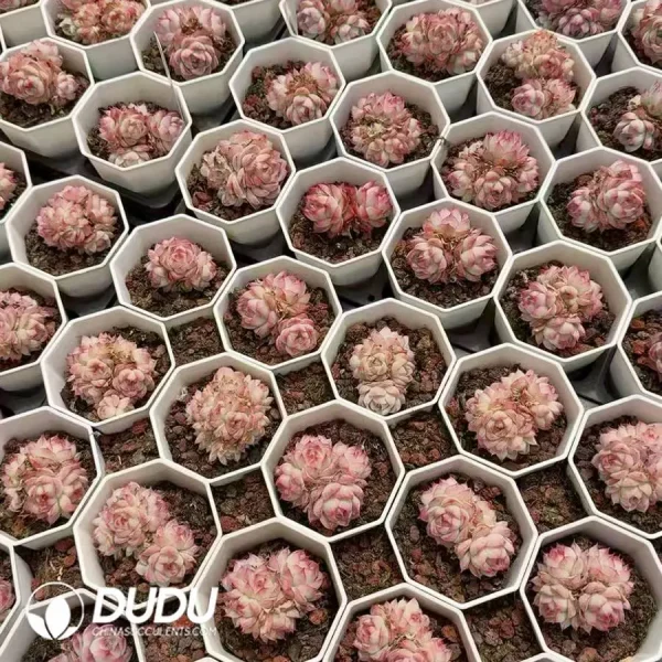 54pcs Echeveria Queen Clustering - Image 2