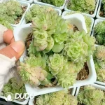 35pcs Echeveria QY33 Clustering
