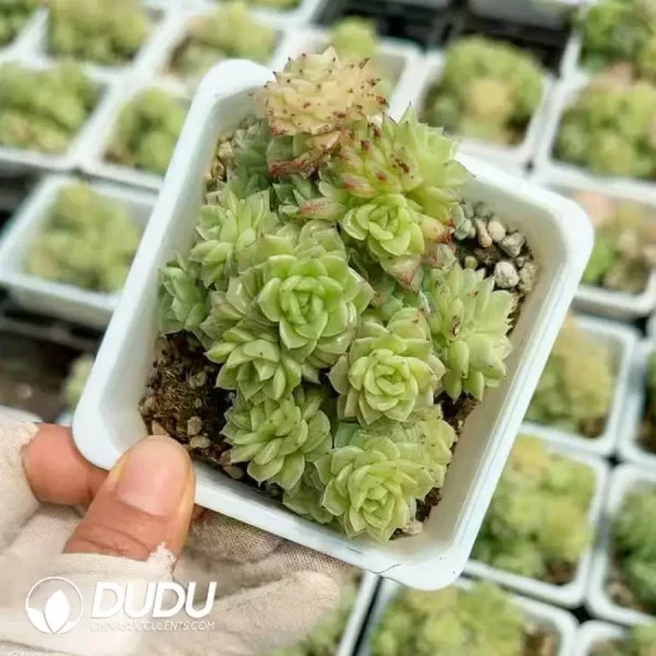 35pcs Echeveria QY33 Clustering - Image 2