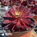 Aeonium ZiXia - Image 2
