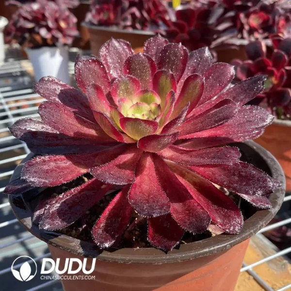 Aeonium ZiXia - Image 2
