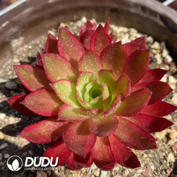 1756127389-1745832775-e201.webp Aeonium Phoenix Variegated - Image 1