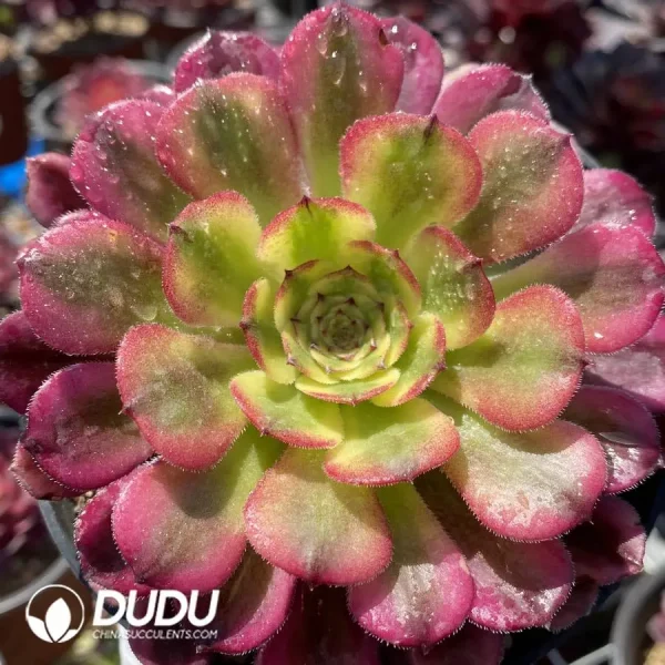 Aeonium Venus - Image 1