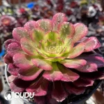 Aeonium Venus - Image 2