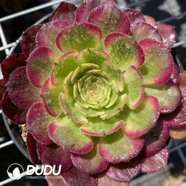 1756127393-1745832787-e201.webp Aeonium Chang'e - Image 1