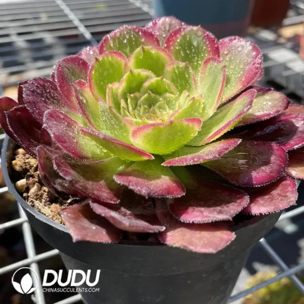 Aeonium Chang'e - Image 2