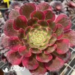 Aeonium Chang'e - Image 3