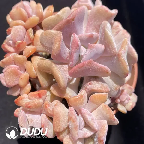 Echeveria Exotic Clustering - Image 1