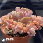Echeveria Exotic Clustering - Image 2