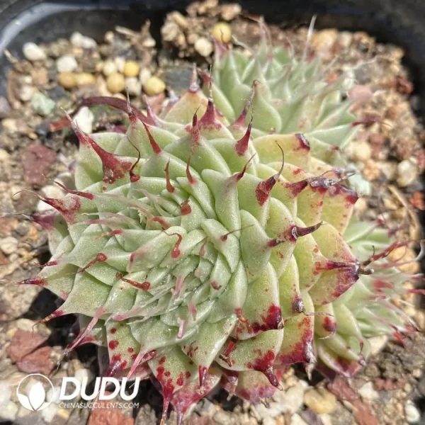 Echeveria Eyelash Clustering - Image 1