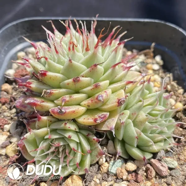 Echeveria Eyelash Clustering - Image 2