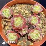 Graptoveria Jadeita