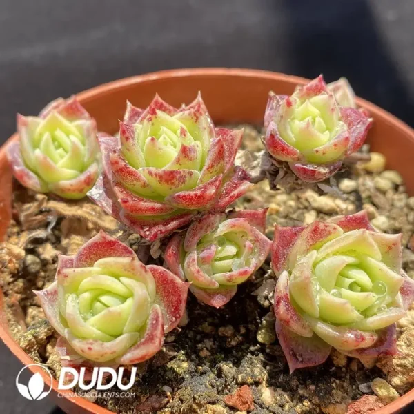 1756127407-1745832813-e202.webp Graptoveria Jadeita - Image 2