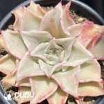 Echeveria Madiba