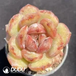 Echeveria Fufu ye