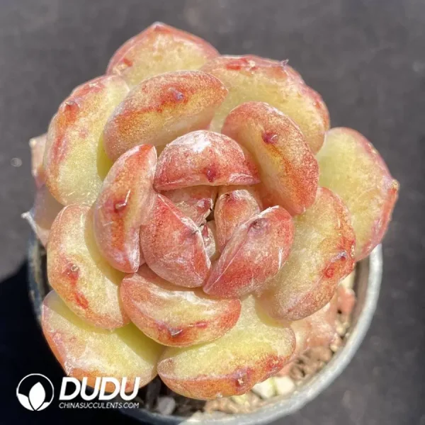 1756127412-1745832825-e201.webp Echeveria Fufu ye - Image 1